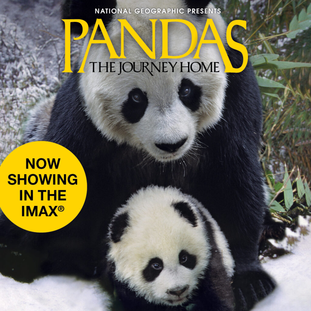 pandas the journey home socials 1080x1080